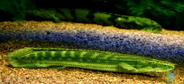 Polypterus bichir